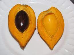 Eggfruit